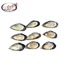 Seafood frozen nuature iqf mussel high quality cooked half shell mussel