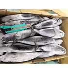 卸売ブロック形状冷凍新鮮なカツオ魚冷凍 sarda sarda 販売のため