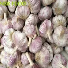 Export grade A high quality fresh garlic