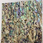 Abalone Paua Abalone Decoration Paua Shell Sheets Floor Plate Clam The Fan Soft Shell Paper
