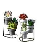 Color Pots Differing Size Fancy Solid Color Office Green Plant Mini Plant Pots With Iron Stand