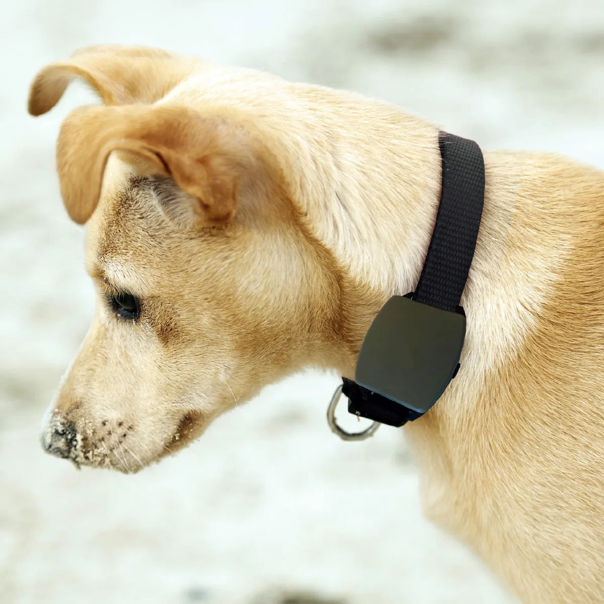 wholesale Factory price smart gps dog collar tracker pets accessories for pets gps device US EU OEM support - ANKUX.COM