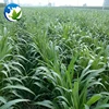 /product-detail/high-sprouting-rate-fodder-grass-seeds-pasture-seeds-sweet-sorghum-dochna-sorghum-bicolor-seeds-62337775558.html
