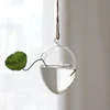 Egg shape clear unique hydroponic decoration glass vase