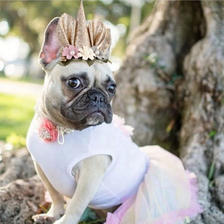Flower Sequin Design Headgear Christmas Party Accessories Pet Dog Cat Hat Birthday Costume
Flower Sequin Design Headgear Christmas Party Accessories Pet Dog Cat Hat Birthday Costume