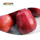 AGOLYN Chinese fresh red delicious fruit tianshui huaniu apple