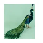 Green Holiday High Quality Hot Green Peacock Animal Pet Toy Outdoor Christmas Holiday Decorations Decoration