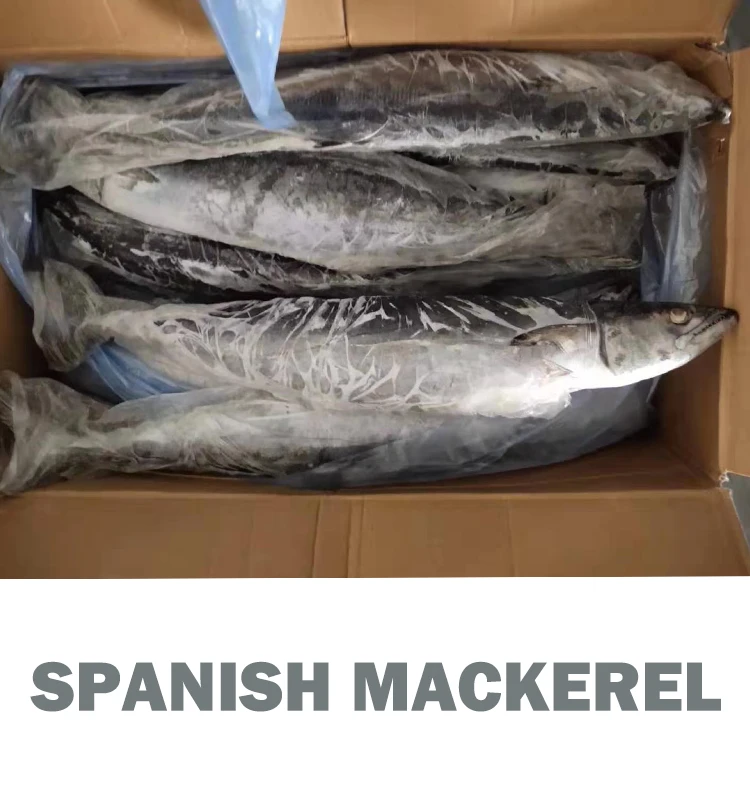 factory frozen spanish mackerel whole round high