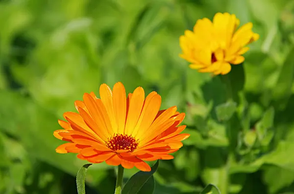 calendula extract powder 5% zeaxanthin