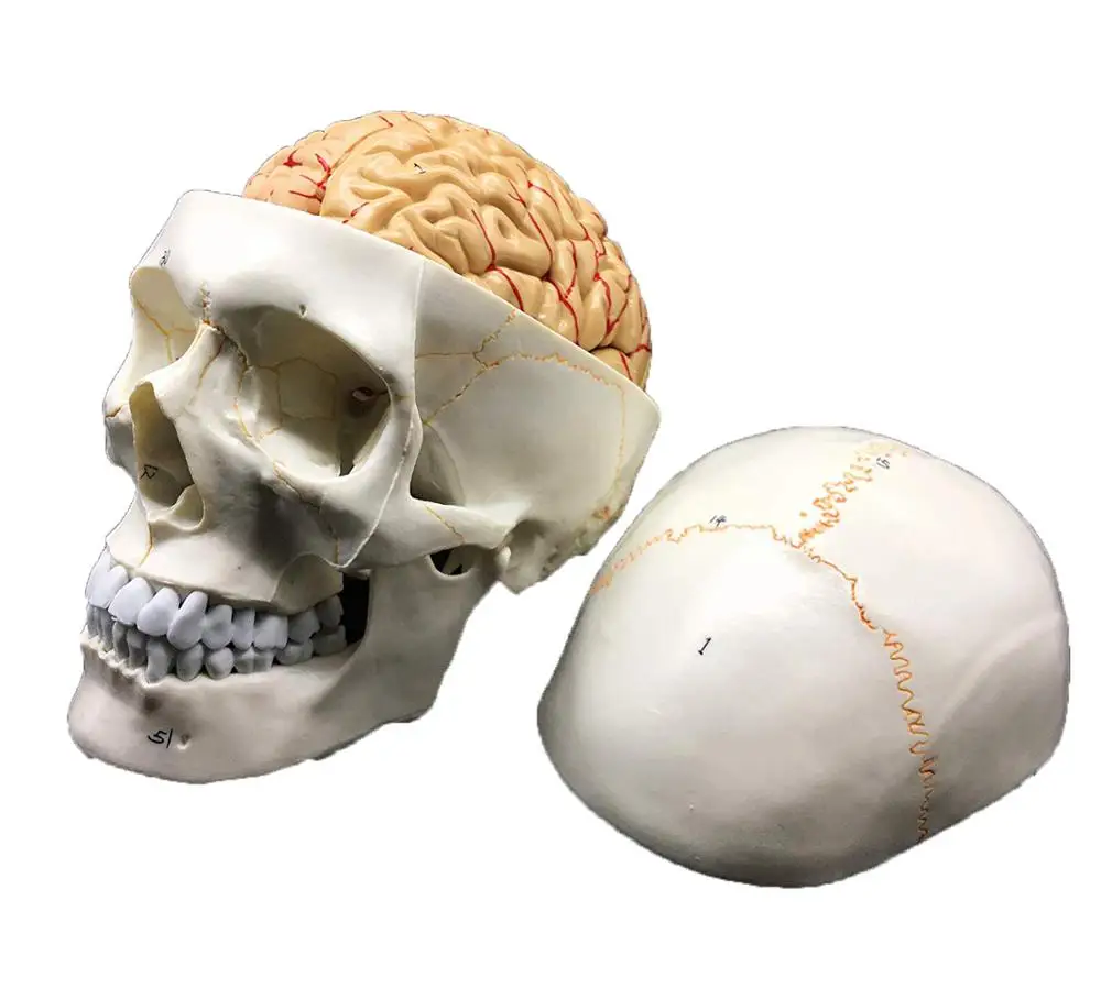 Insan kafatası beyin anatomik modeli 8 bölüm yaşam boyutu anatomi bilim sınıf çalışma ekran öğretim tıbbi modeli