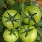 Kate 3003 Indeterminate F1 Super Big Tomato Seeds High Virus Resistant for greenhouse