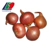 HALAL/ HACCP New Crop Red Dried China Shallot