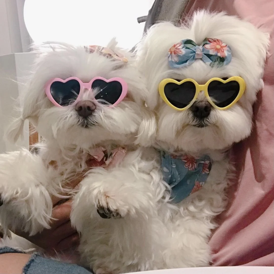 Hot selling Pet Sunglasses Pet Apparel Accessories Pet Decorative Long type Sunglasses cat dog sunglasses, Picture shows
Hot selling Pet Sunglasses Pet Apparel Accessories Pet Decorative Long type Sunglasses cat dog sunglasses, Picture shows