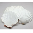 Varies natural Raw material Scallop Sea Shell/White shell