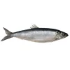 /product-detail/frozen-pacific-herring-62419779166.html