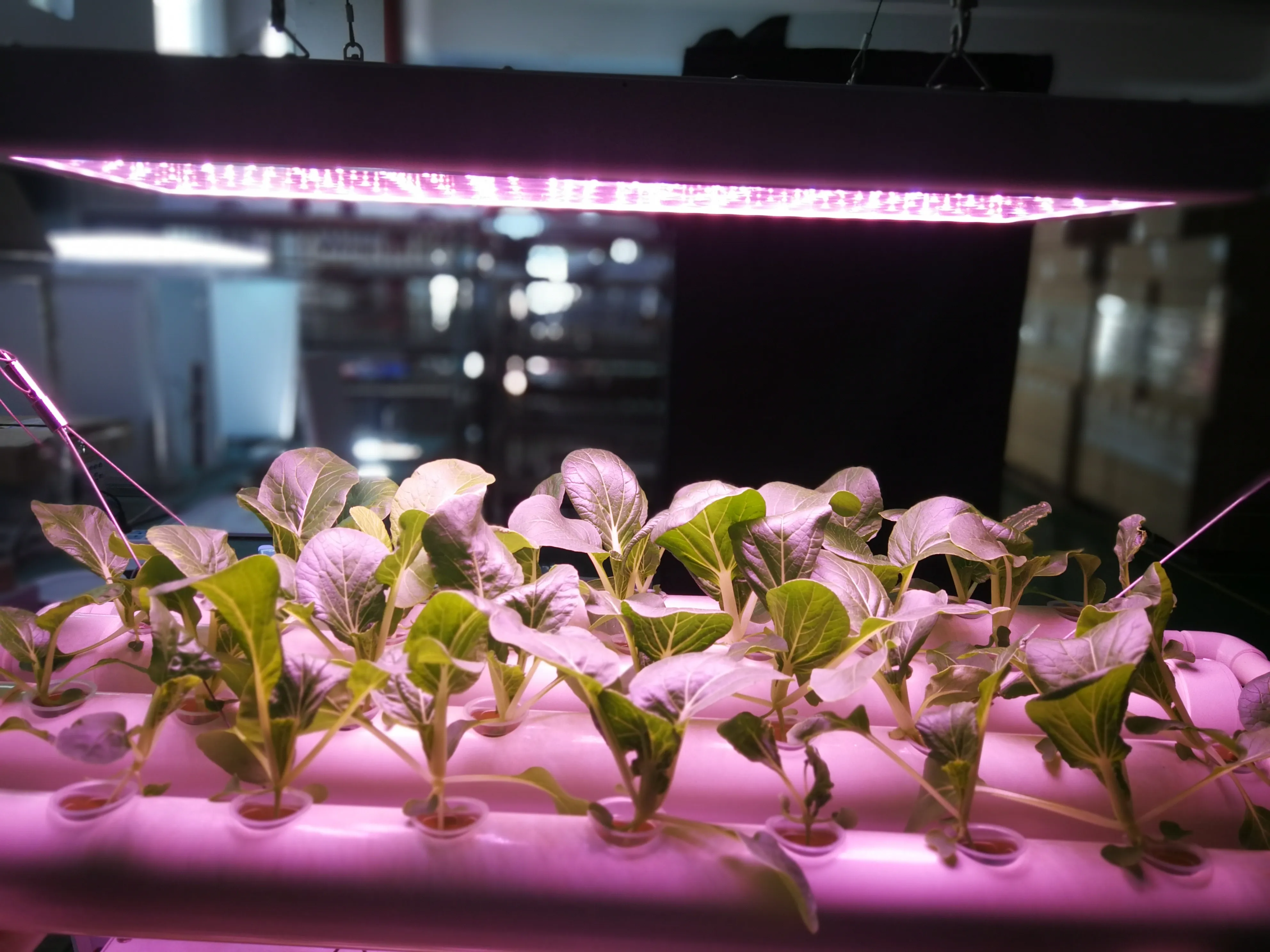 banqcn 植物生长和成熟照明灯具 60w led 生长灯