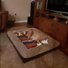 Pet Luxury Orthopedic Dog Bed Large Pet Bed Machine Washable Pet Sofa With Removable Cover