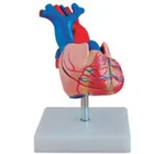 PVC material anatomical human heart teaching model