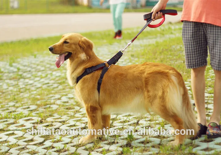 Pet Dogs in Serene Parks