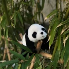 Valentine gift new design China panda toy teddy bear stuffed animal