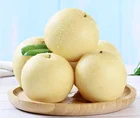 Fresh Pear Pearfresh Fruit Pear China Light Sweet Fruit Pear/organic Natural Fresh Pear/Golden Pear