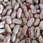 Light speckled kidney bean manufacturer&supplier