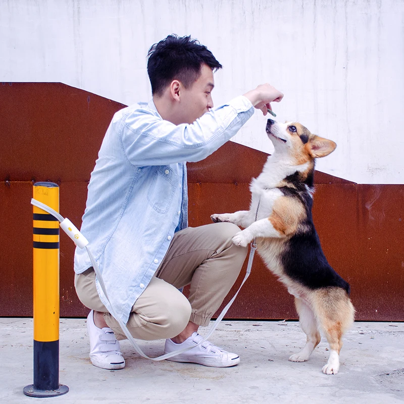 Customized Logo Reflective For Night Safety Leash For Cats Puppy Leash Adjustable Length Dog Leashes Nylon, White, yellow, black 
Customized Logo Reflective For Night Safety Leash For Cats Puppy Leash Adjustable Length Dog Leashes Nylon, White, yellow, black