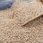 Wholesales High quality 1kg Chinese Roasted Nature sesame seeds White Sesame seeds for Sushi