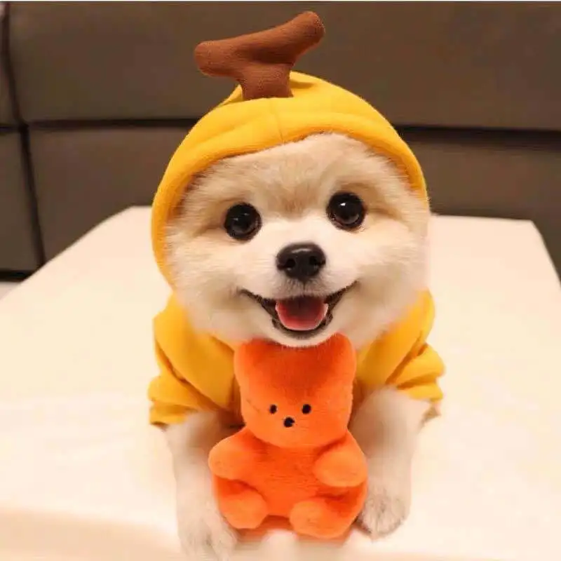 Luxury Desinger Dog Clothes Manufacturer Pet And Accessories Winter Clothes Dog Hoodie Designers Warm Cute Dog Clothes
Luxury Desinger Dog Clothes Manufacturer Pet And Accessories Winter Clothes Dog Hoodie Designers Warm Cute Dog Clothes