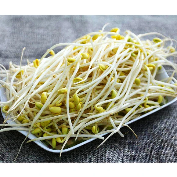 canned mung bean sprouts in brine in glass bottle