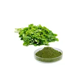 best price factory moringa oleifera leaf powder