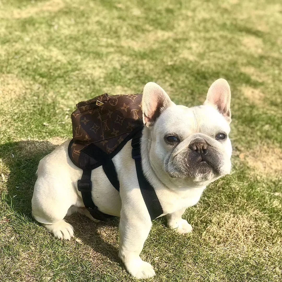 Pet Accessories fashion brand luxury designer leather dog backpack 
Pet Accessories fashion brand luxury designer leather dog backpack