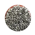 Black Seeds Export Black Oil Raw Sunflower Seeds From Mongolia China