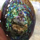 Abalone Shell Price Factory Directly Sales Big Polished Abalone Shell Natural In Stock With Good Price