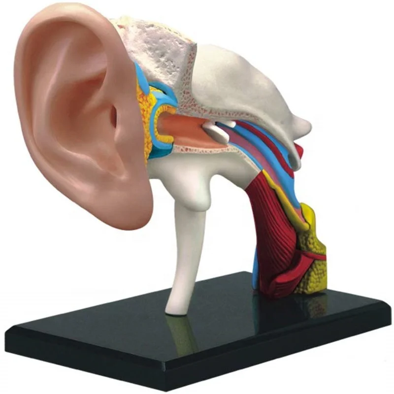 4D-Vision الأذن البشرية نموذج تشريح
