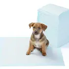 Foldable Soft Quick Drying Pet Puppy Training Potty Pad Super absorbent Leak-proof Training Dog Pee Pad