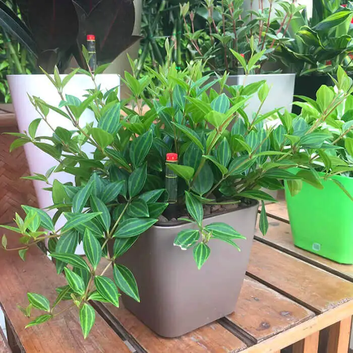 Hot Sell Colorful Vegetable Planter Balcony Basin Rectangular Plant Pots Plastic
Hot Sell Colorful Vegetable Planter Balcony Basin Rectangular Plant Pots Plastic
