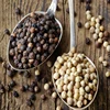 Wholesale Hot Selling Black Pepper Grains Price With High Quality