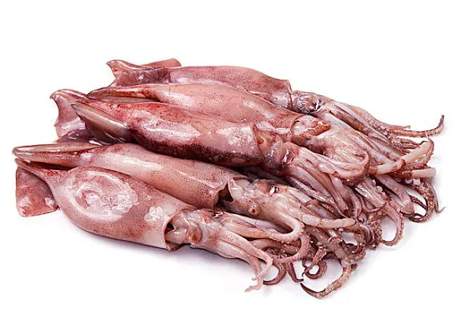 Frozen squid 28.jpg