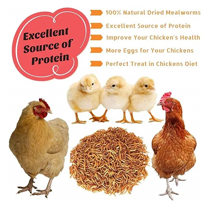dry mealworm insect for chicken or poultry food/feed