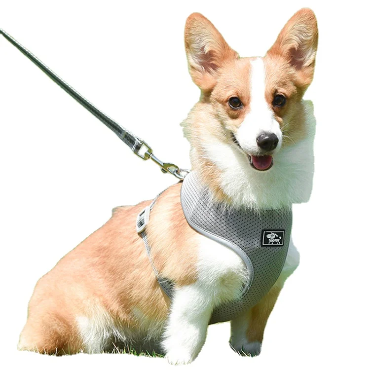 Fashion Attractive Design Dog Harness Vest Pet 2021 Dog Leash Set, Grey/ blue/ red/ black
Fashion Attractive Design Dog Harness Vest Pet 2021 Dog Leash Set, Grey/ blue/ red/ black