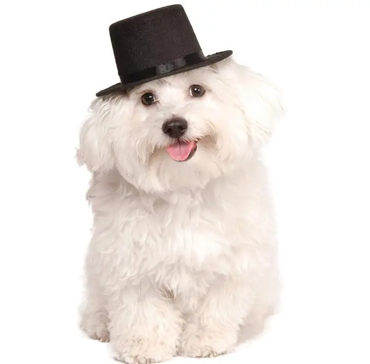 Cute Pet Hat Mini Dog Fashion Party Fedora Hats For Small Cat Funny Soild Custom Embroidery Variety Animal Pet Cap, Picture shows, accept customized
Cute Pet Hat Mini Dog Fashion Party Fedora Hats For Small Cat Funny Soild Custom Embroidery Variety Animal Pet Cap, Picture shows, accept customized