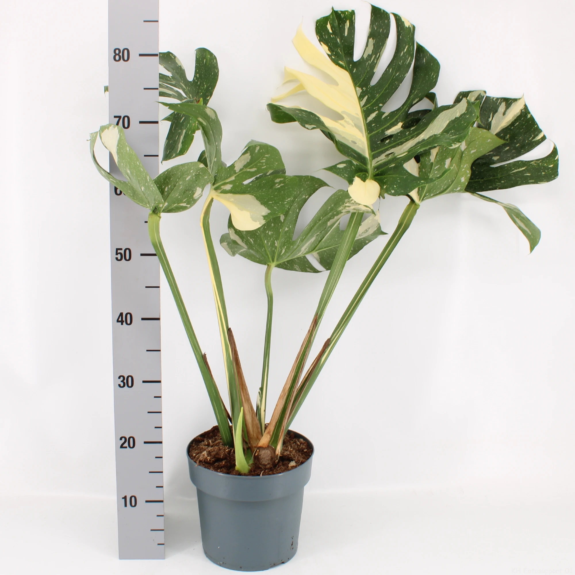 Wholesale factory price artificial Monstera Deliciosa Thai Constellation or the Variegated Monstera for home decoration
Wholesale factory price artificial Monstera Deliciosa Thai Constellation or the Variegated Monstera for home decoration