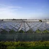 /product-detail/glass-pc-grenhouise-venlo-greenhouse-solar-and-irrigation-for-flower-62383903905.html