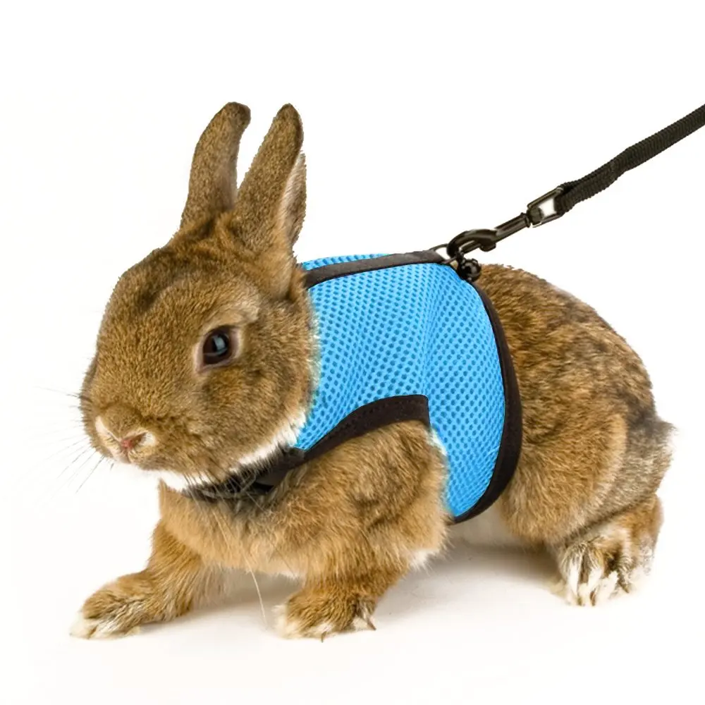Soft Rabbits Harness with Leash Adjustable Soft Harness with Elastic Leash for Rabbits, Customized color
Soft Rabbits Harness with Leash Adjustable Soft Harness with Elastic Leash for Rabbits, Customized color