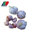 /product-detail/single-clove-garlic-garlic-importers-in-dubai-garlic-farming-in-china-60824320839.html