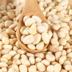 Pine Nut Nuts China Pine Nuts Kernel Pine Nut Pine Nuts Kernel China Processing Plant Directly Supplying