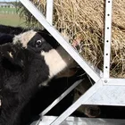 outdoor pasture round bale hay feeders for horses/cattle