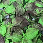 artificial Basil and mint leaves green wall