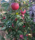 Seasonal fruits fresh Qinguan apple products